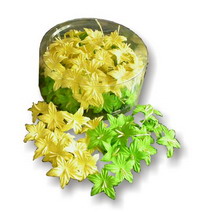 Jasmin Blüten – Bild 6