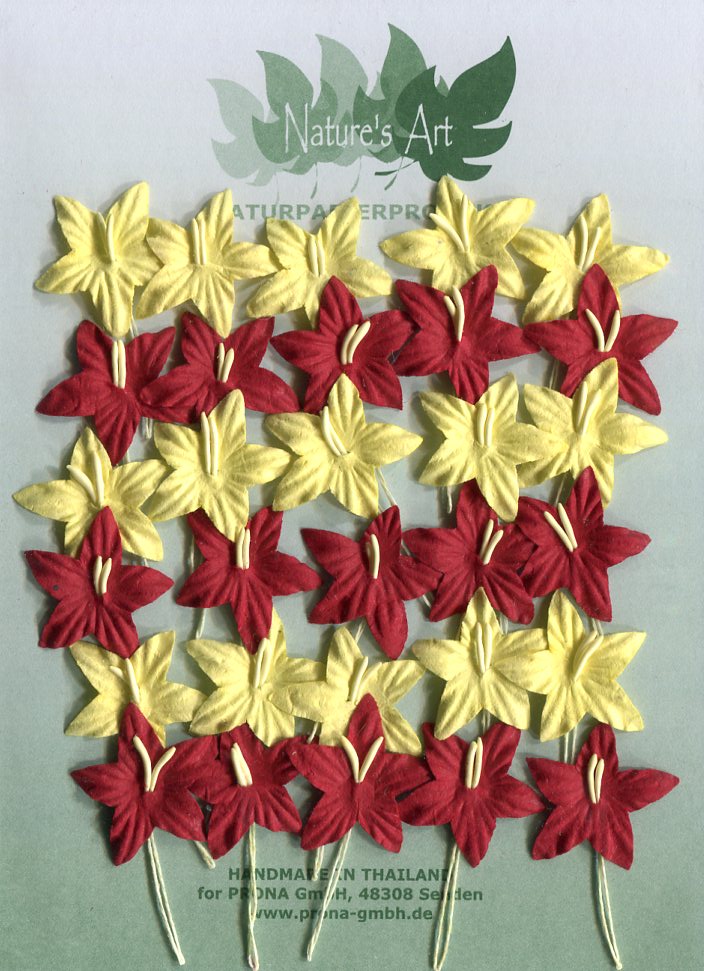 Jasmin Blüten – Bild 4