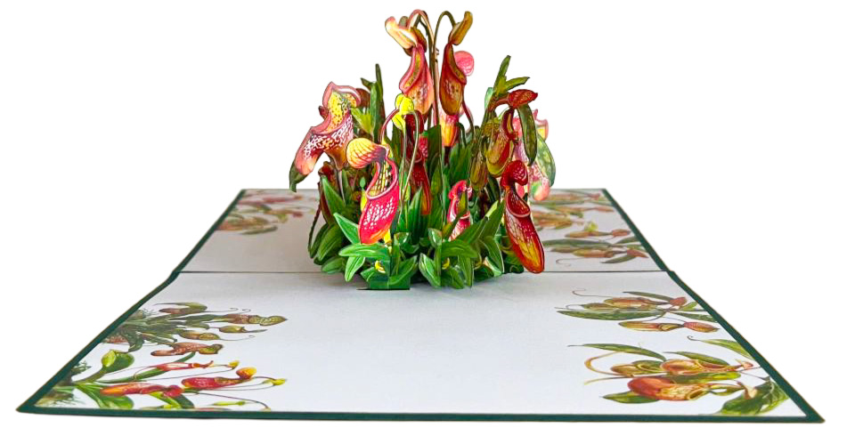 3D Pop-Up Karte Color “Sarracenia”